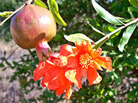 pomegranate flower