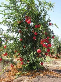 pomegranate tree